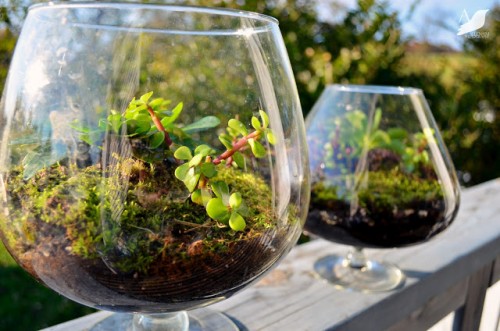 How to make Spring Living Terrariums