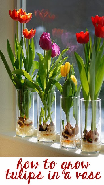 How to Grow Spring Flowers in Home