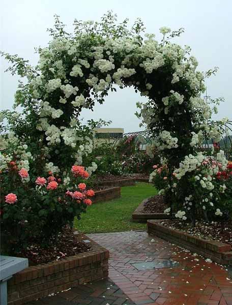 Fantastic Climbing Flowers Gardening