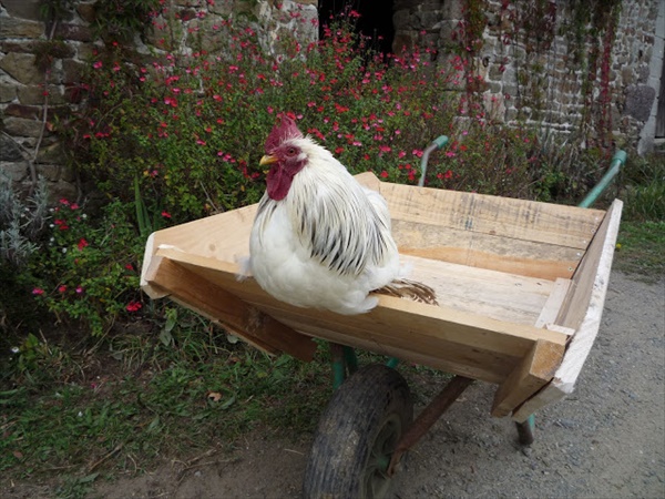 DIY Wooden Cart with Wheels