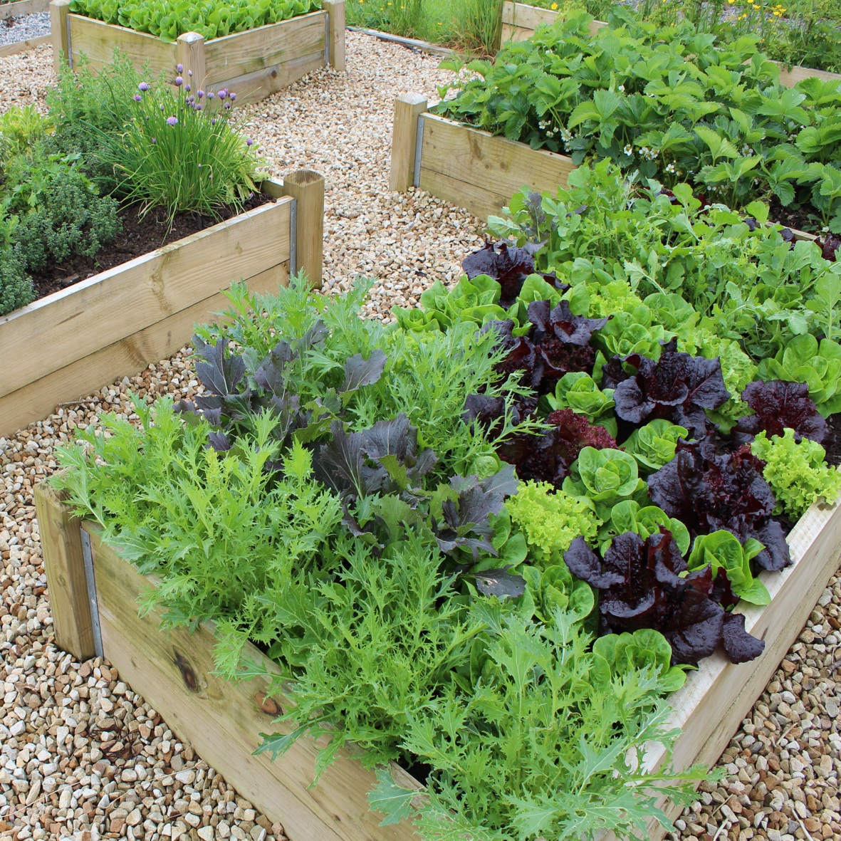 DIY Awesome Vegetable Garden