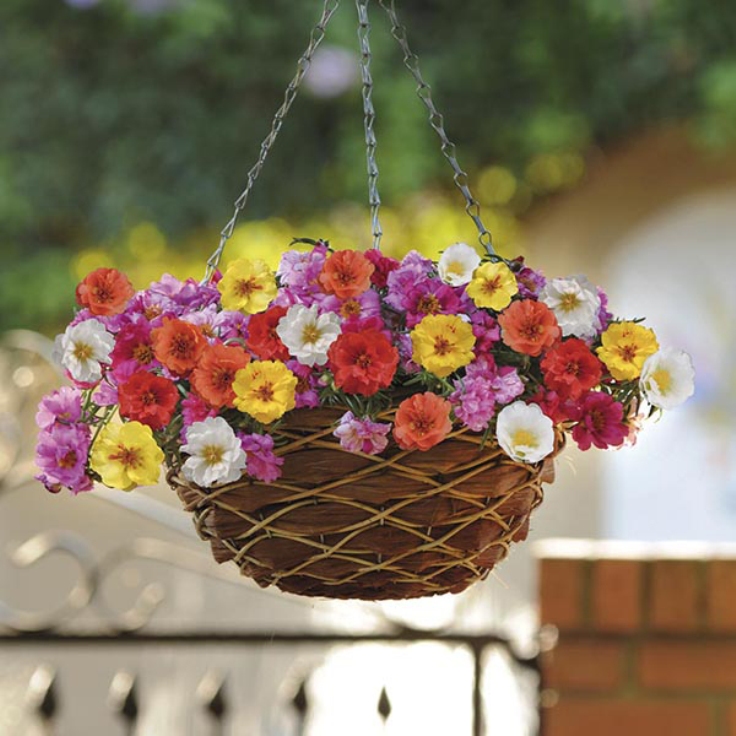 DIY Hanging  Baskets with Flowers