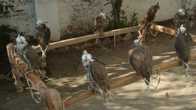 Punishment for Illegal Trading of Falcons in Pakistan