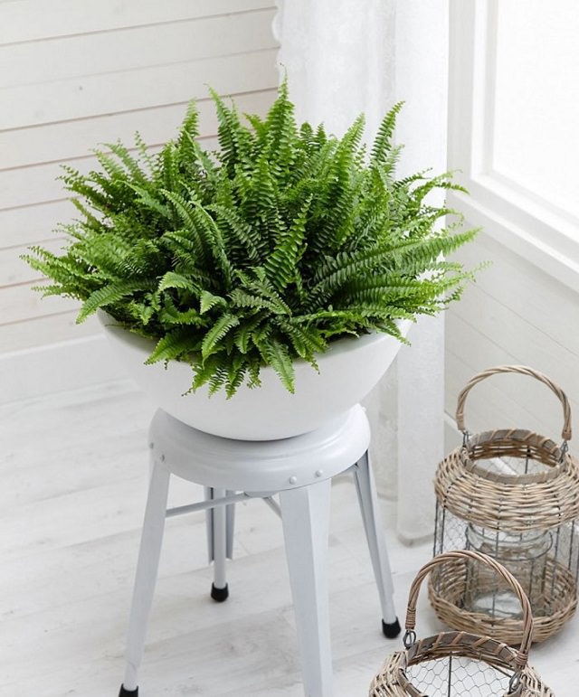 Modern home Indoor Planters DIY