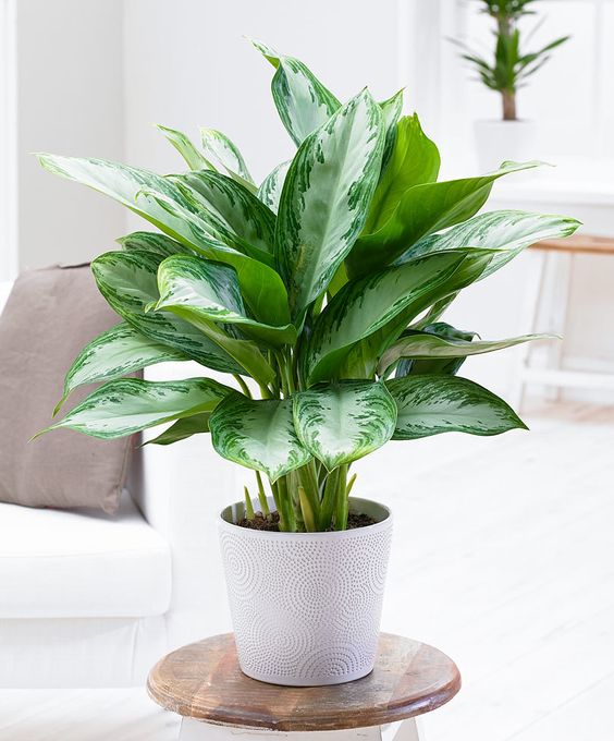 Space saving Indoor Planters DIY Ideas