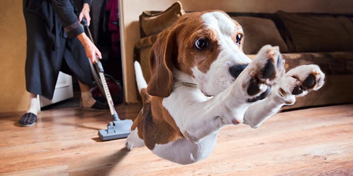 Floor Cleaning For Pet Owners: DIY using Best Vacuum Cleaners