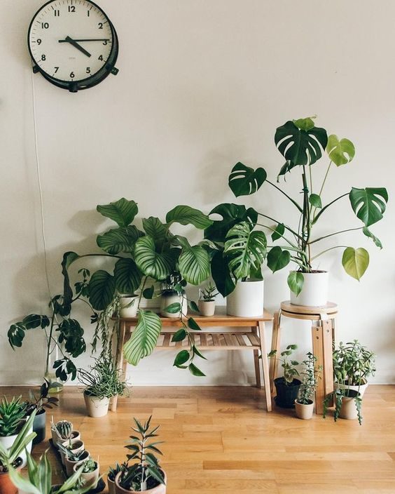 Decor with Plants-DIY Ideas