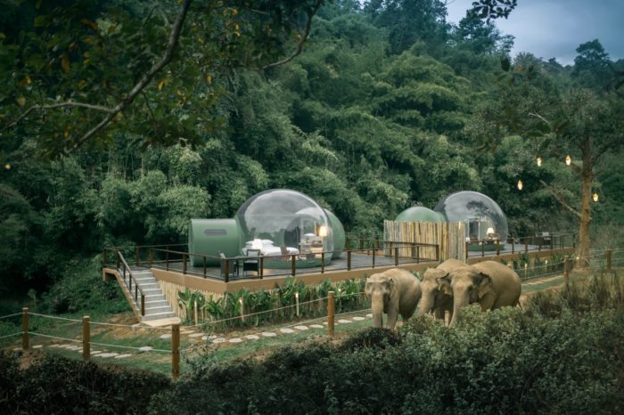 Sleep among Elephants in Transparent Jungle Bubbles