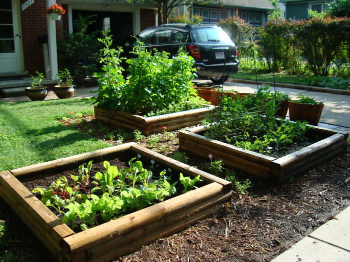 Growing your Own Vegetables at Home