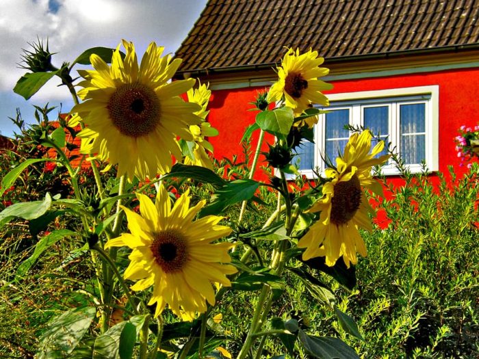 DIY Sunflowers Home Gardening