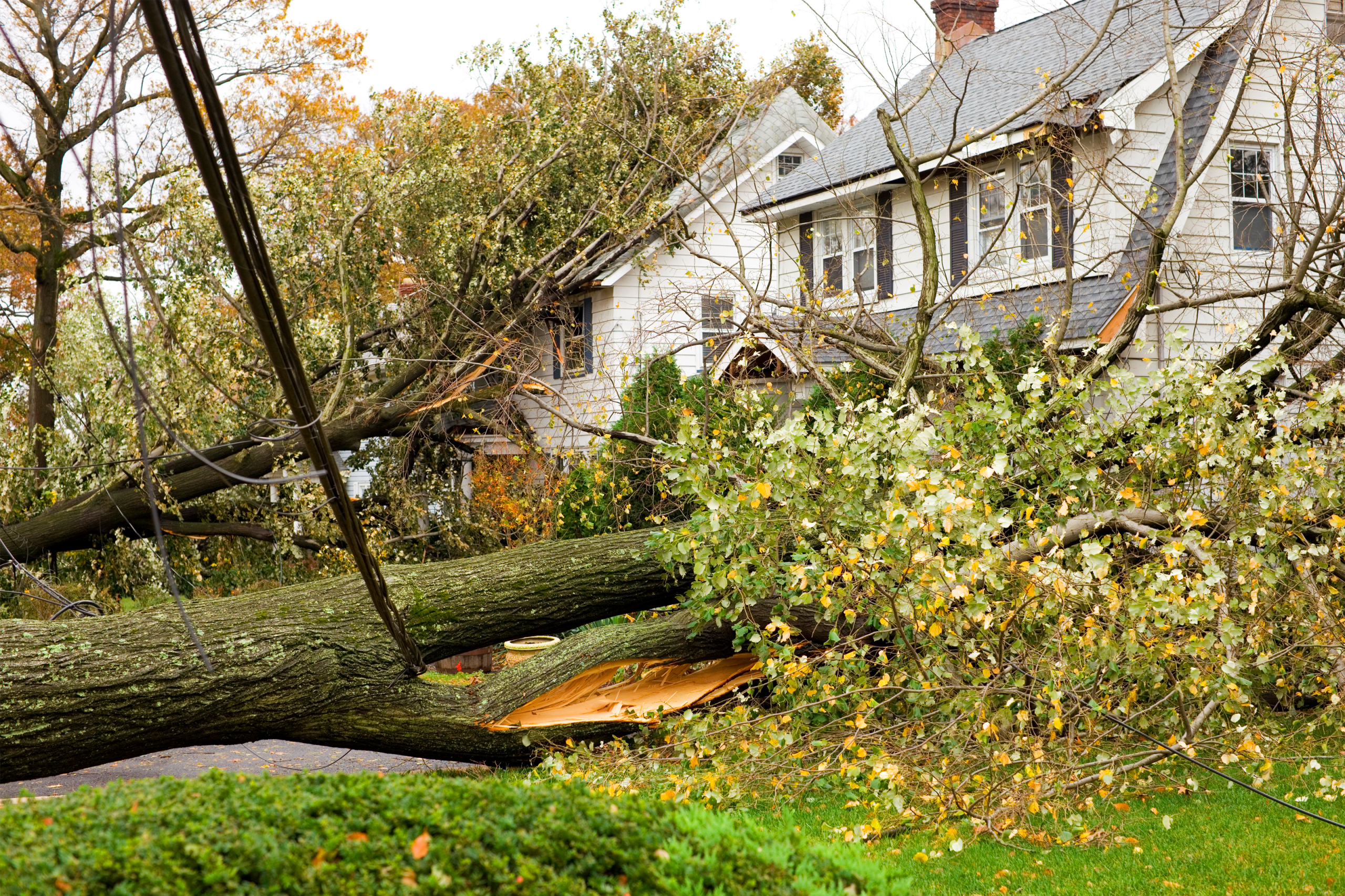 What to Do With Dangerous Trees Near Your House or Other Property?