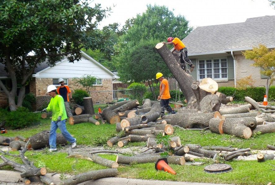 Reasons to Hire a Professional for Dead Tree Removal | Don’t DIY