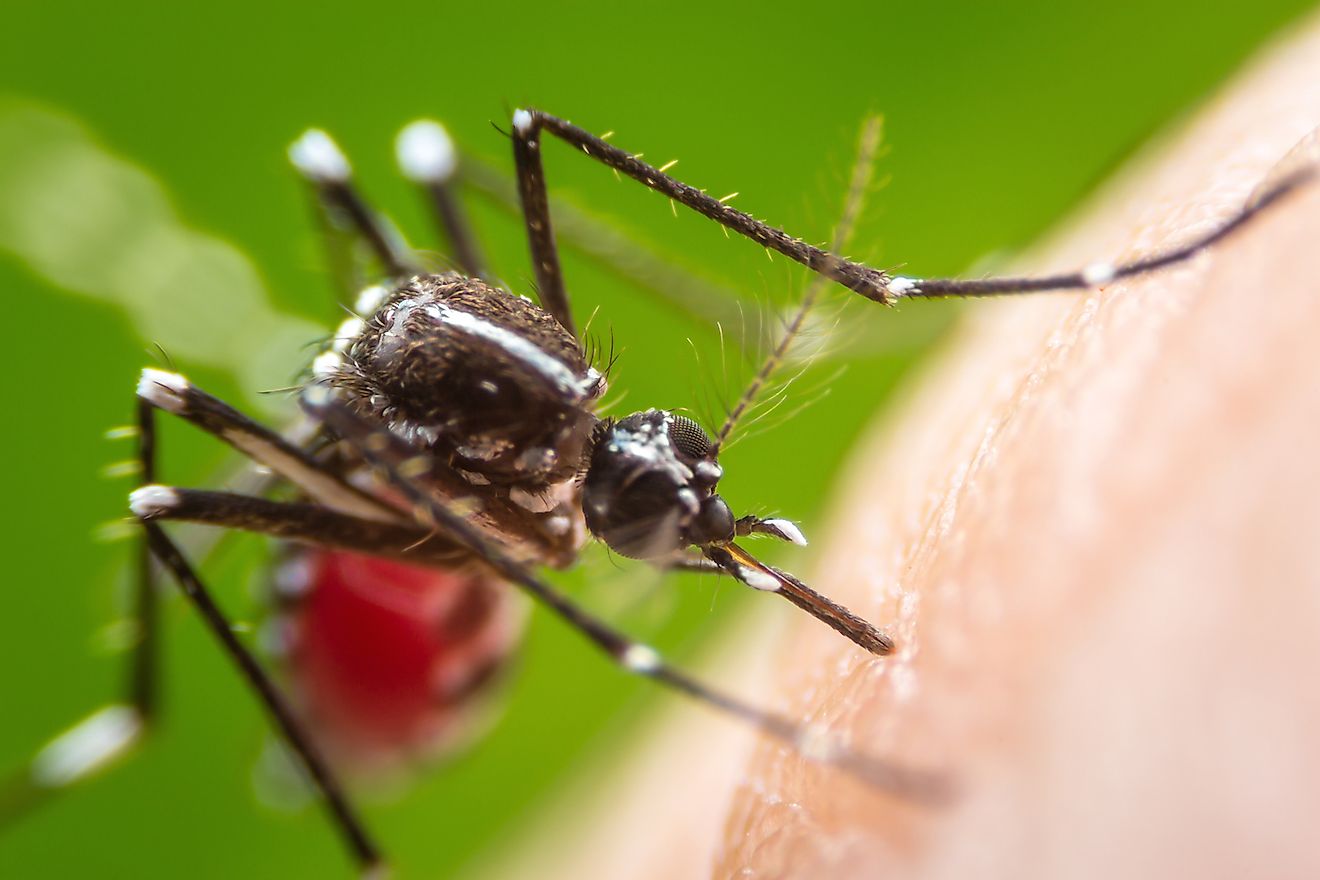 5 Killer Diseases You Can Get From Mosquitoes