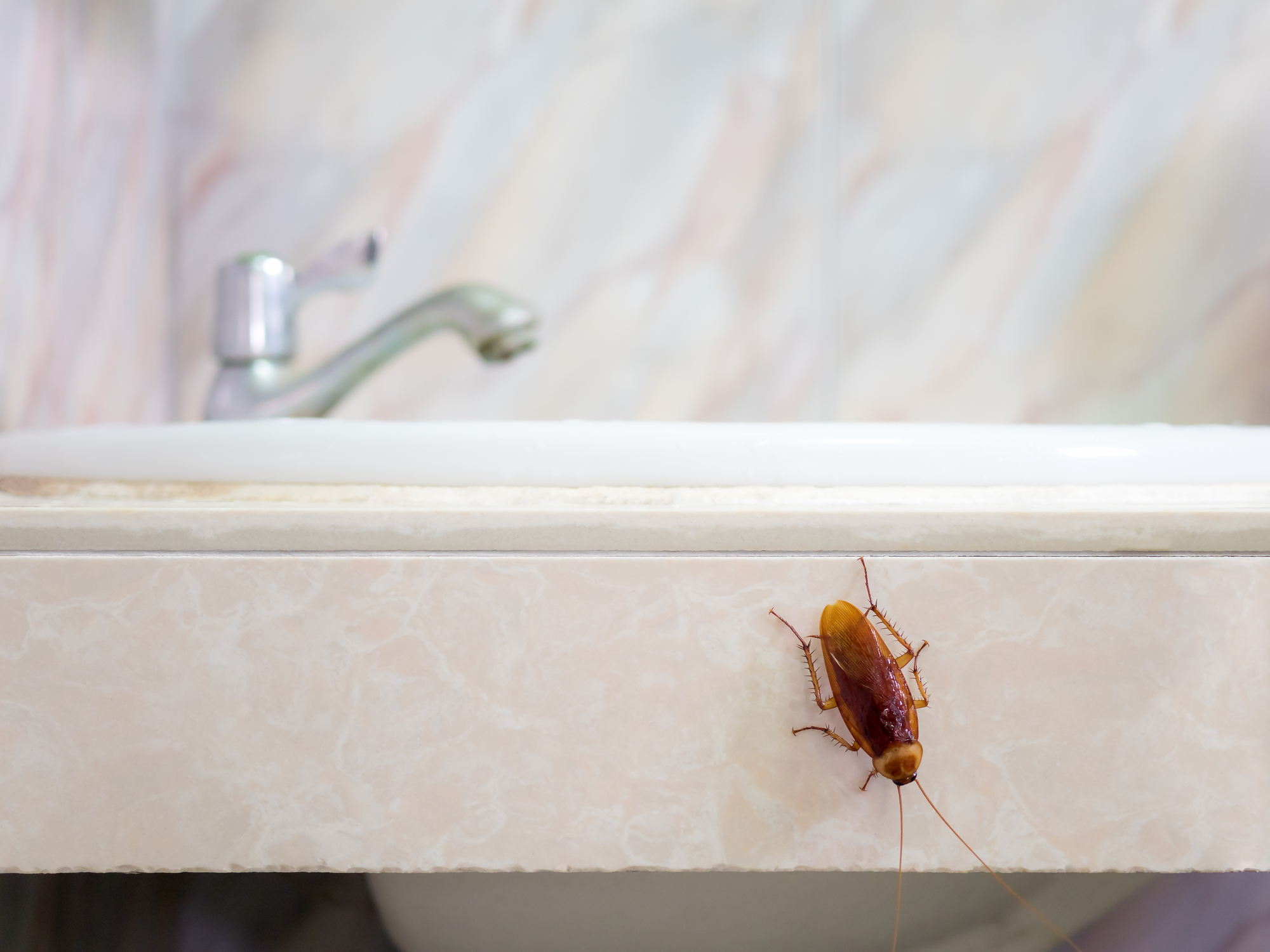 Bugs That Enter Through Pipes, Drains, And Overflow Drains