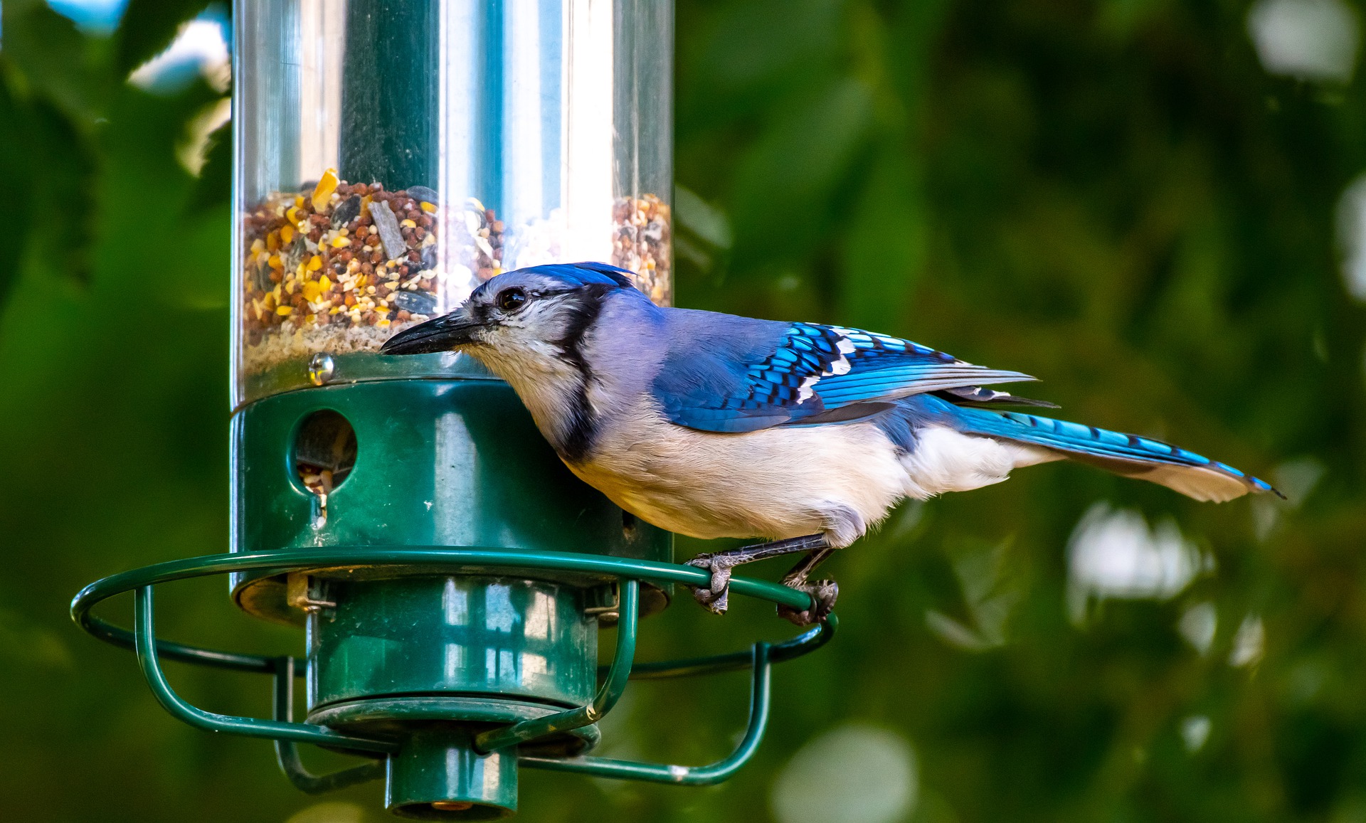 Four Amazing Backyard Bird Feeders for Small Birds