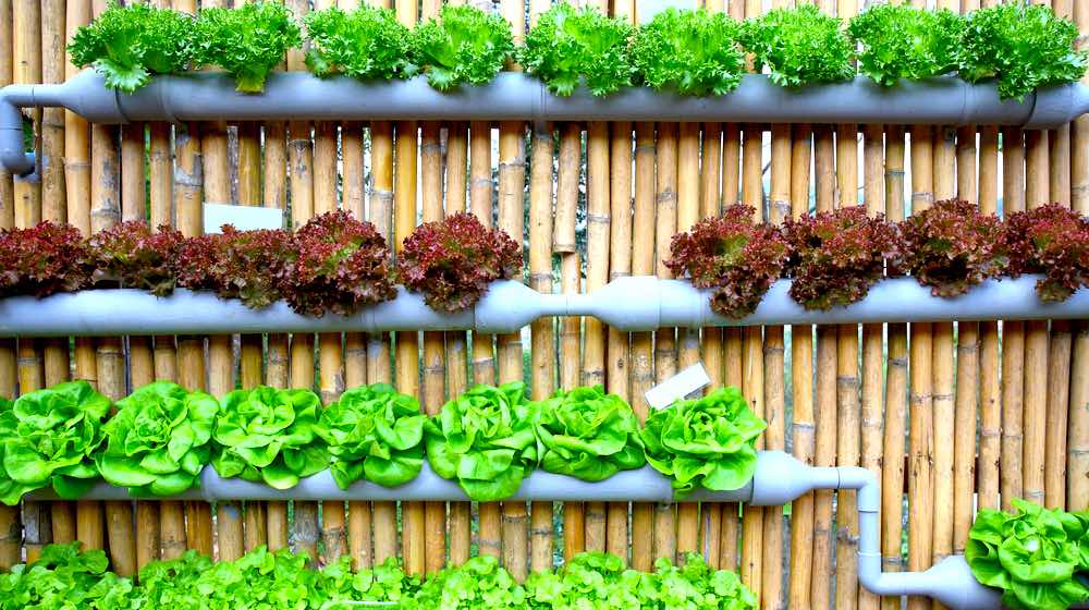 Step-By-Step Guide To Build Your Own Backyard Hydroponics Garden