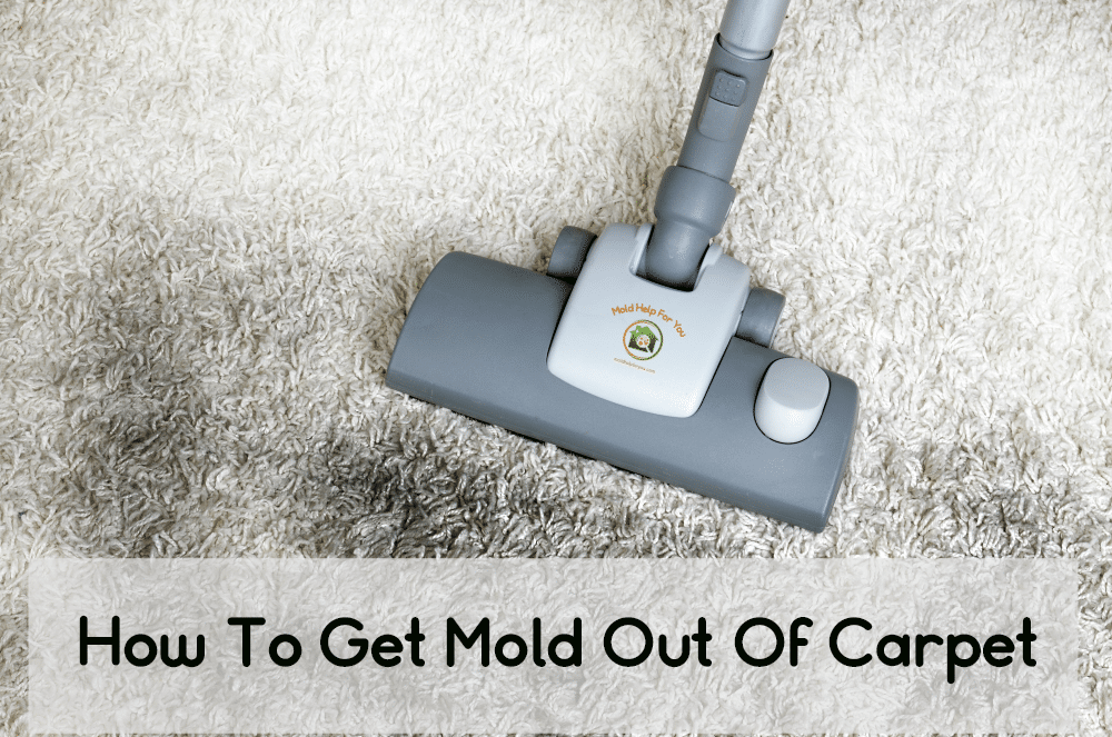 What Causes Mold to Grow and How to Remove It From Carpets