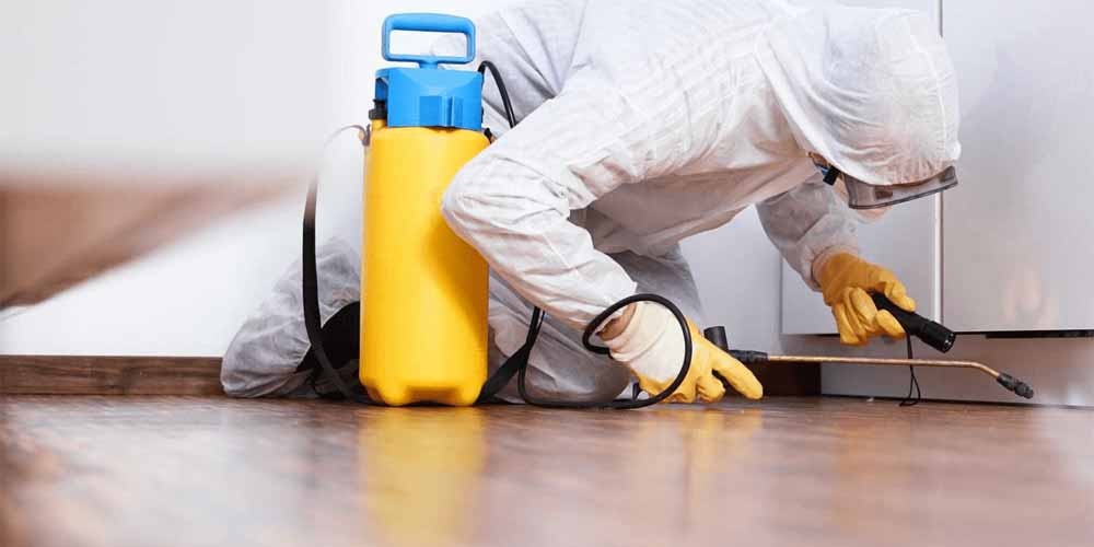 5 Reasons To Hire an Exterminator: Pest Control Company