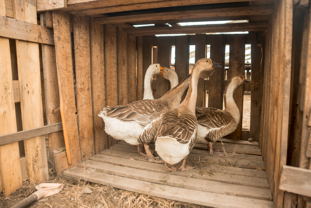 DIY Pallet Chicken Coop: A Sustainable Home for Your Feathered Friends